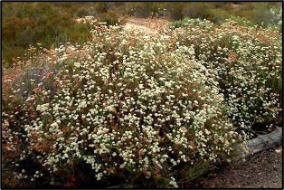 California Buckwheat